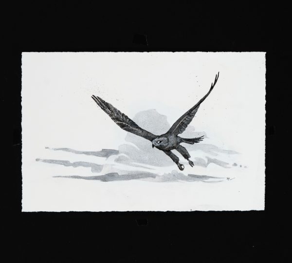 Desert Hawk - Image 2