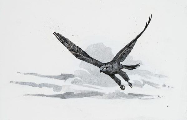 Desert Hawk